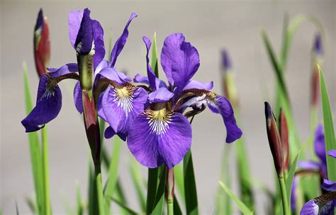 grow irises   plant transplant growing irises iris