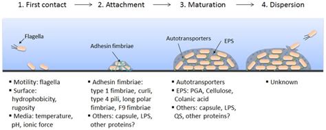 schematic representation  biofilm formation  stec factors