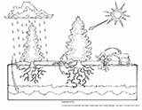 Ecology Ecosystems Asu sketch template