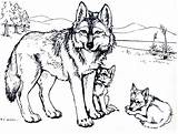 Coloring Wolf Pages Baby Print Printable Kids Wolves Colouring Sheets Animal Adults Books Adult Popular Drawing Choose Board Coloringhome sketch template