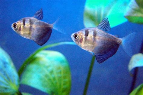 types  tropical fish   freshwater aquarium pethelpful