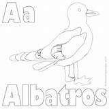 Albatross Coloringfolder sketch template