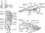 Bones Foot Limb Posterior Anatomy Medial Phalanges Divided sketch template