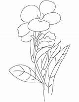 Canna Coloring Lilly Pages Kids sketch template