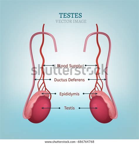 male reproductive organs testis vessels vector stock vector royalty