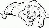 Lioness Draw Lion sketch template