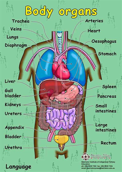 images   human body organs anatomy medicinebtgcom