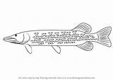 Pike Draw Drawing Step Northern sketch template
