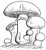 Mushroom Coloring Pages Family Colouring Color Template Drawing sketch template