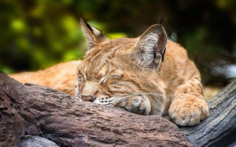 fonds decran fauve lynx dormir animaux telecharger photo