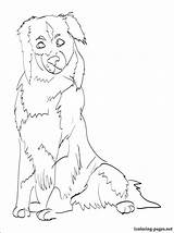 Shepherd Australian Coloring Pages Dog Aussie Color Printable Breed Penciling Lovers Children Line Drawing Print sketch template