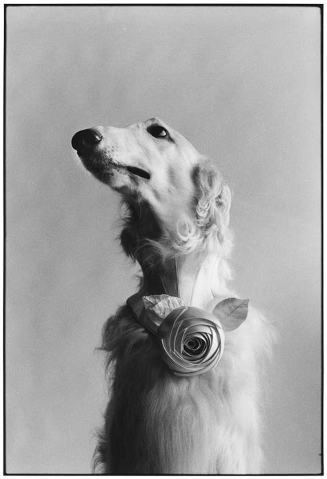 elliott erwitt il fotografo che mette lironia ovunque ritratti  cani elliott erwitt foto