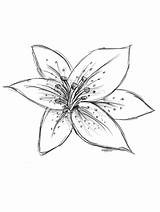 Drawing Flower Lilly Lilies Drawings Draw Lily Tiger Flowers Easy Step Stargazer Lilys Sketches Canvas Tattoos Tattoo Simple Pencil Coloring sketch template