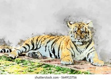 watercolor image bengal tiger stock illustration  shutterstock