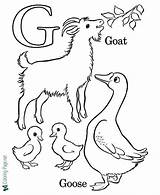Coloring Alphabet Goat sketch template