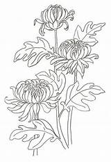 Chrysanthemum Chrysanthemums sketch template