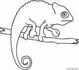 Chameleon Reptiles Coloringall Parsons Reptile Chameleons sketch template