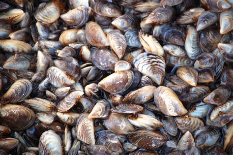 invasive mussels   montana waters wildlife management institute