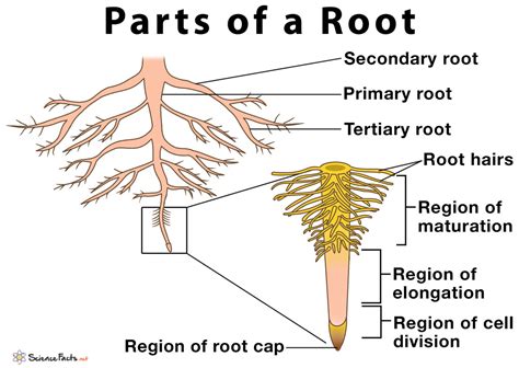 parts   root  structure  functions  diagram
