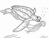Coloring Sea Tortuga Leatherback Loggerhead Laúd Medusa Tortugas Cazando sketch template