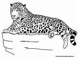 Coloring Jaguar Pages Animal Kids Animals Print Realistic Cute Zoo sketch template