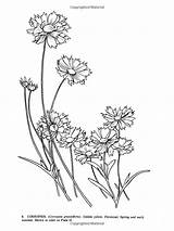 Coreopsis Coloring 800px 05kb sketch template