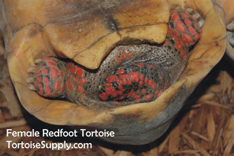 Sexing Your Tortoise How To Determine The Sex Of Your Tortoise