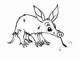 Aardvark Drawing Getdrawings sketch template