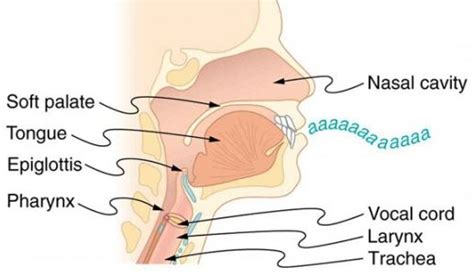diagram  throat  neck general wiring diagram