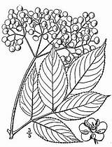 Elderberry Flower Elderflower Botanical Prints Mofga Elderberries Plants Flora Sambucus Plant sketch template