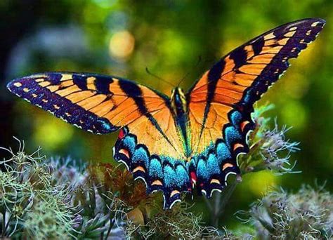 Pin By Bridgette Wright On Butterflies Most Beautiful Butterfly