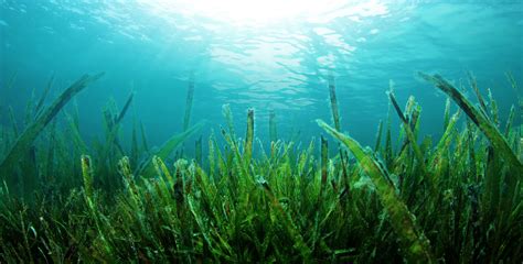 seaweed harvesting   impact   environment     microscope  week