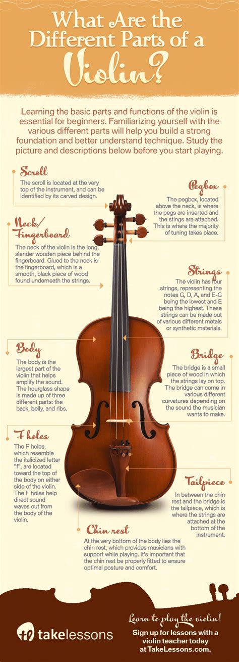 parts   violin infographic
