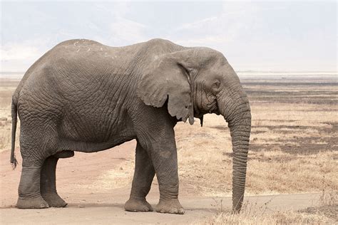 african elephant wikipedia