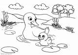 Pond Coloring Pages Ducks Life Printable Kids Color Print sketch template