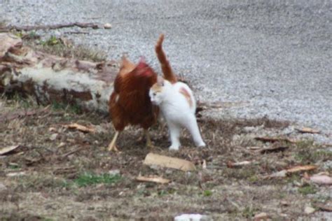 do domestic cats kill chickens backyard chickens