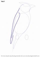 Waxwing sketch template