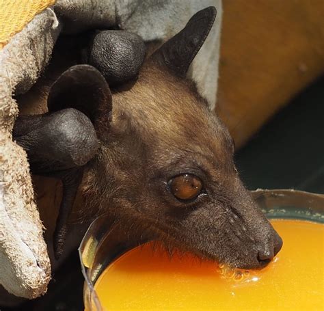 biology fruit bats  flight
