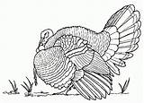 Turkey Coloring Pages Thanksgiving Realistic Drawing Wild Printable Bird Hunting Draw Color Animals Adult Adults Kids Drawings Animal Contest Sketches sketch template