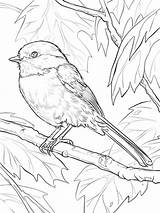 Coloring Chickadee Pages Birds sketch template