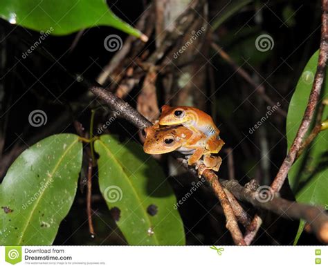 pair of convict tree frog at night stock image image of calcaratus