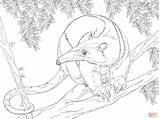 Tamandua Northern Coloring Tree Anteater Main Dot Skip Drawing Supercoloring Categories sketch template