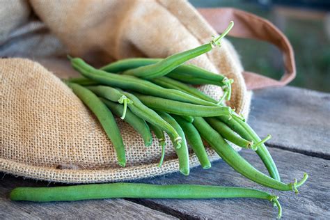 jade ii bush green beans products vegetables rupp seeds