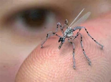 real photograph   insect spy drone