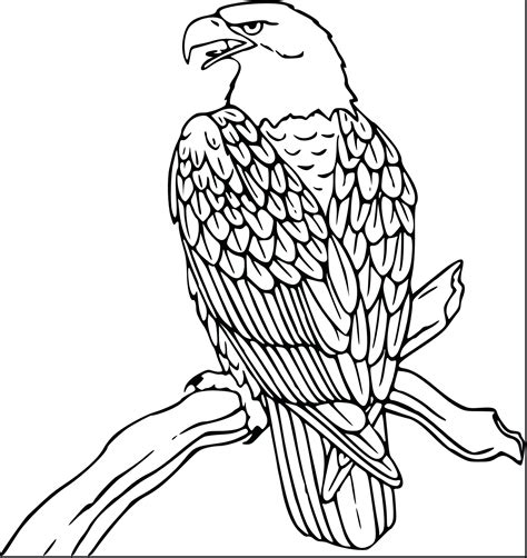 baby eagle drawing  getdrawings