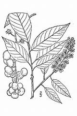 Virginiana Prunus Padus 1753 Chokecherry 1913 Britton sketch template