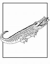 Crocodile Coloring Pages Baby Cliparts Alligator Nile Kids Printable Print Cute Clipartmag Drawing Cartoon Hunting Search sketch template