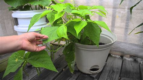 growing bush beans  containers   youtube