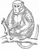 Rhesus Macaque Coloring Designlooter  sketch template