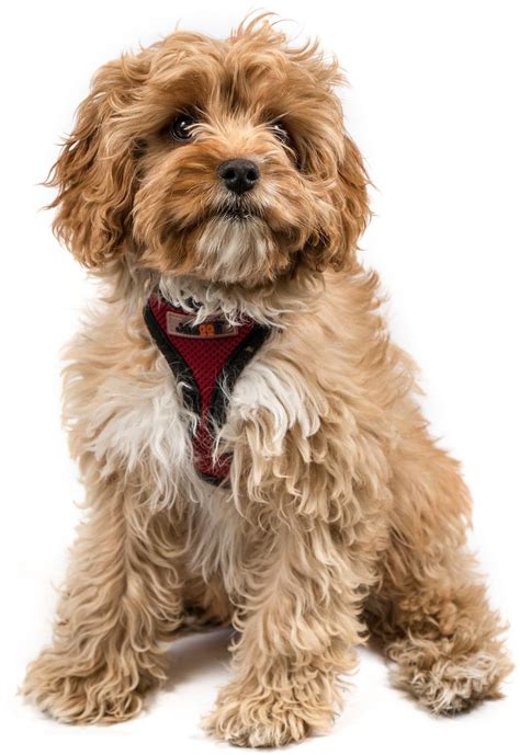 cavapoo dog breed guide